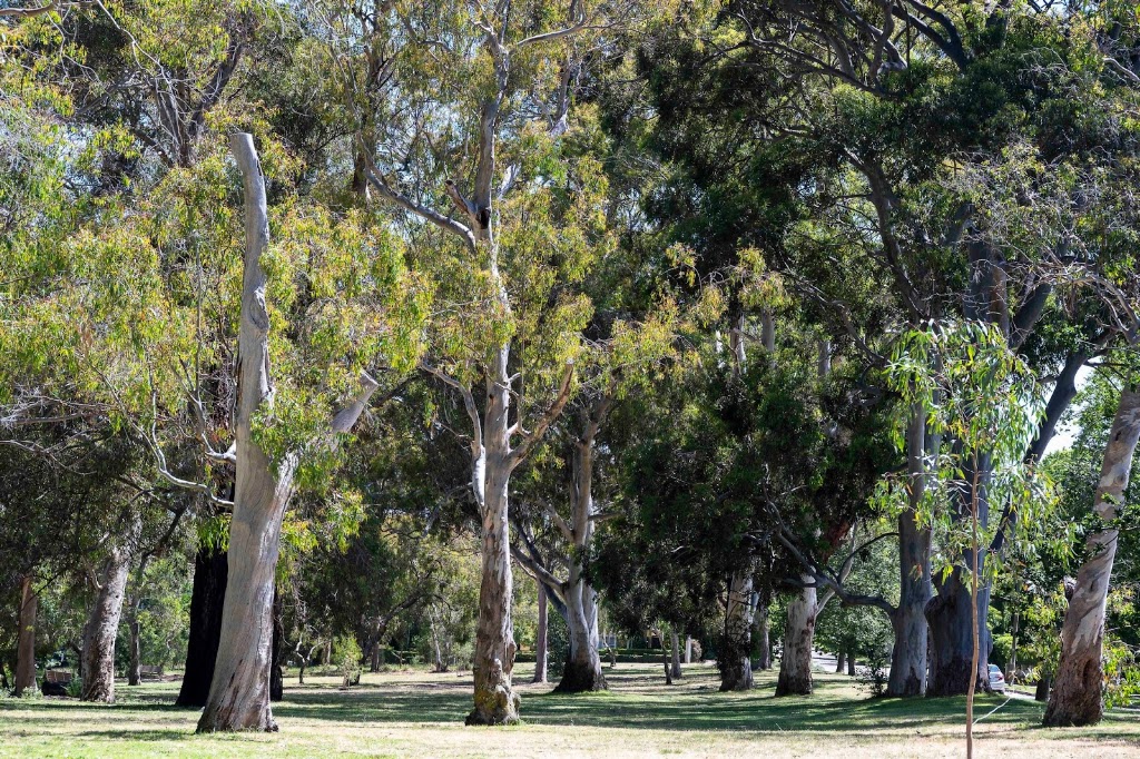 Friends of Belmont Park | 65b Mont Albert Rd, Canterbury VIC 3126, Australia | Phone: 0413 846 099