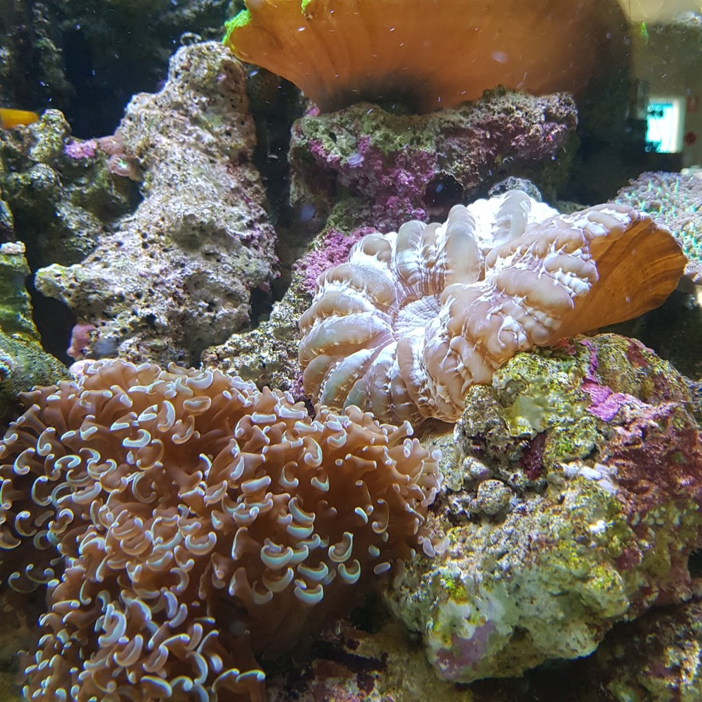 Crossroads Aquarium | 509 Lake Rd, Argenton NSW 2284, Australia | Phone: (02) 4950 8646