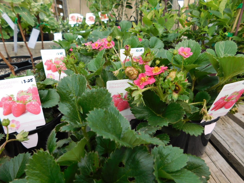 Little Ladybird Plant Nursery | 164 Bridge St, Uralla NSW 2358, Australia | Phone: (02) 6778 3098