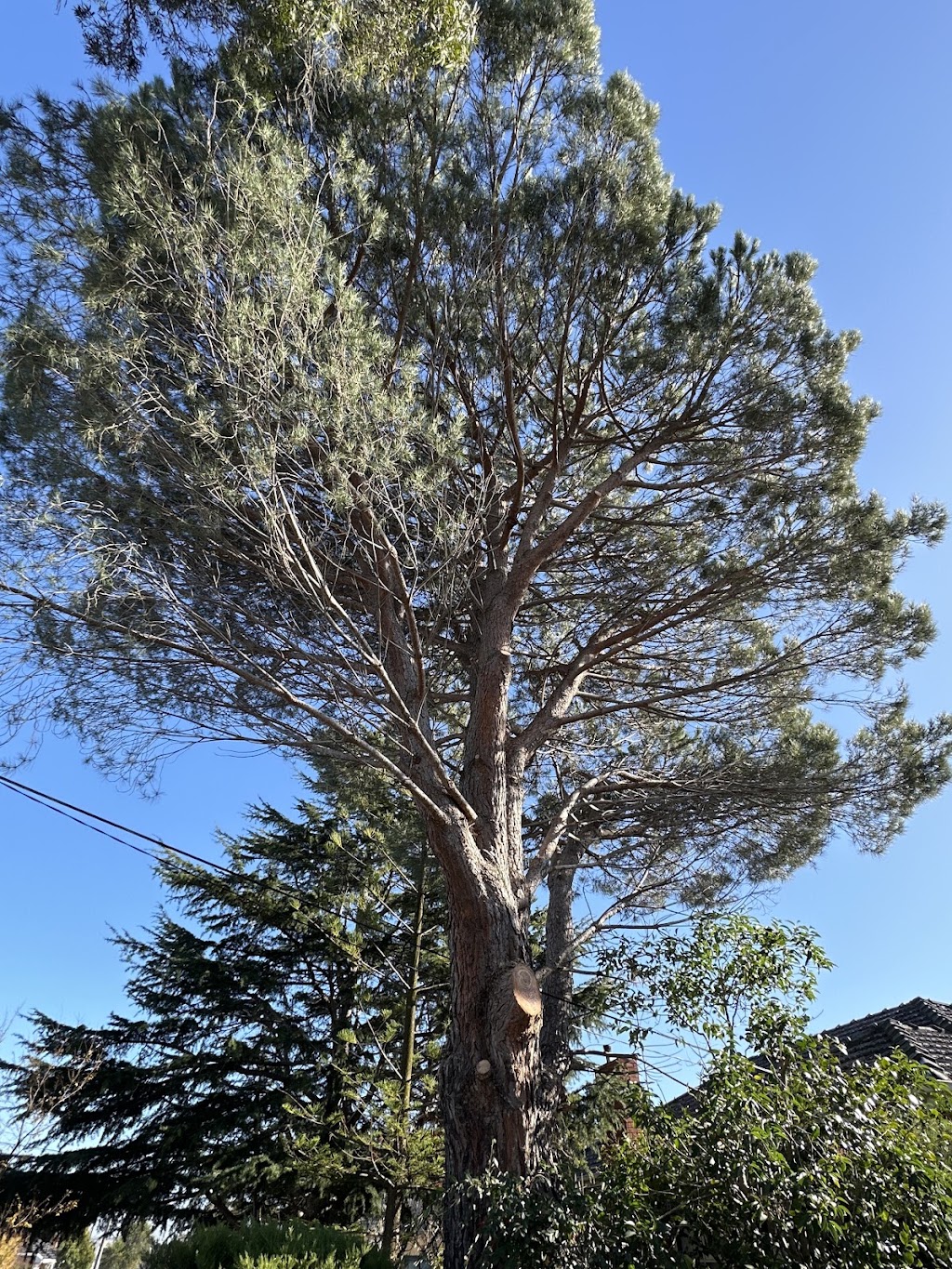 Victorian Tree Specialists | 281 Blackburn Rd, Blackburn South VIC 3130, Australia | Phone: 1300 604 510