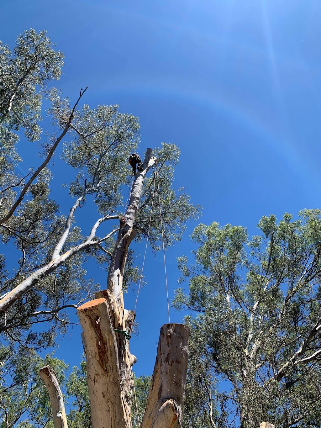 Local Tree Care | 22 Kothes Ln, Baranduda VIC 3691, Australia | Phone: 0417 684 571