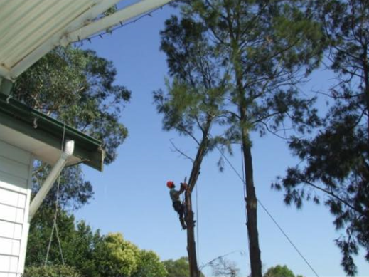 All About Tree Services | 8 Mount Olive Ct, Mudgeeraba QLD 4213, Australia | Phone: 0414 304 916