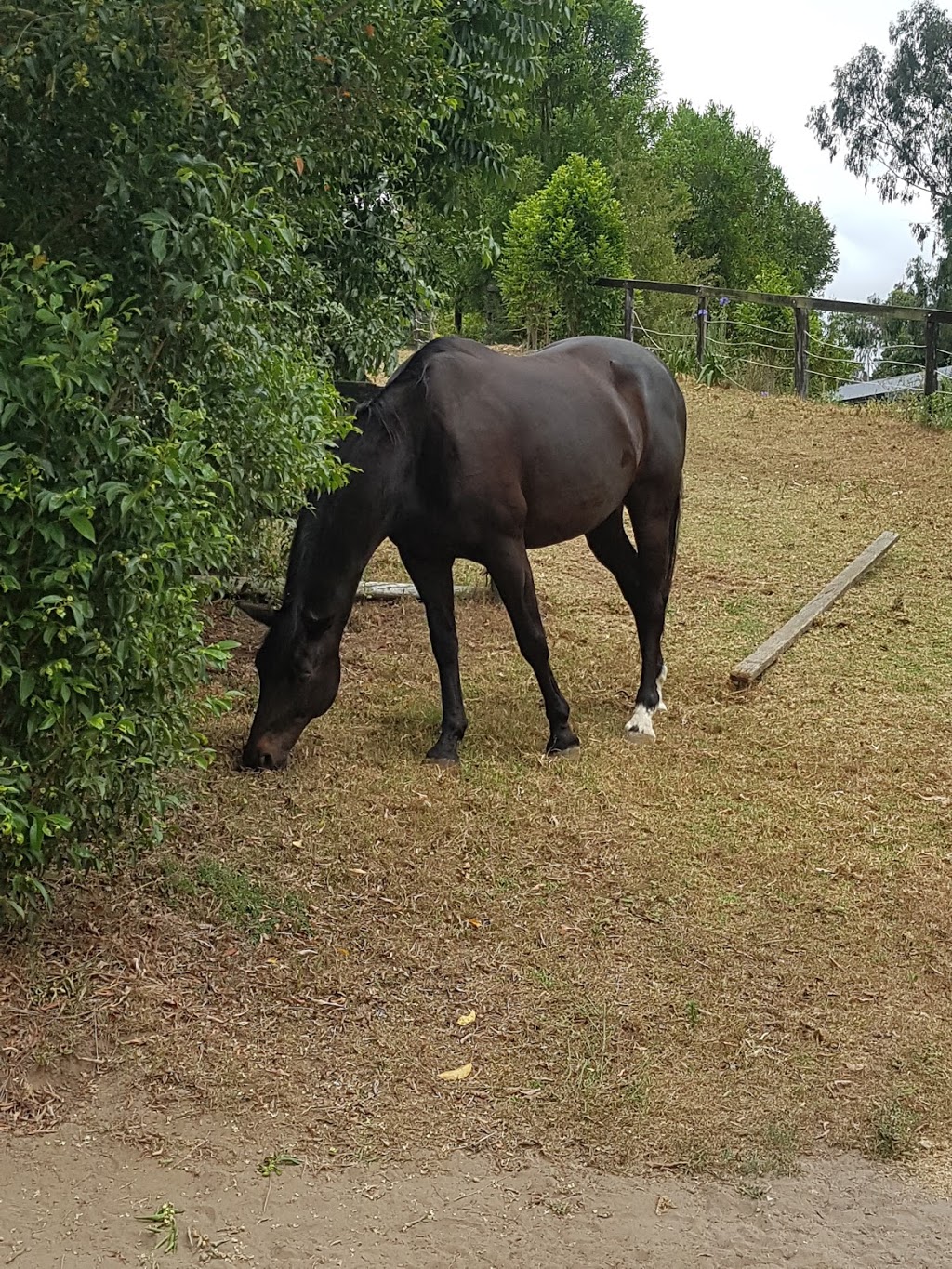 Foxhill Equestrian | 142 Pacific Hwy, Ourimbah NSW 2258, Australia | Phone: 0416 122 259