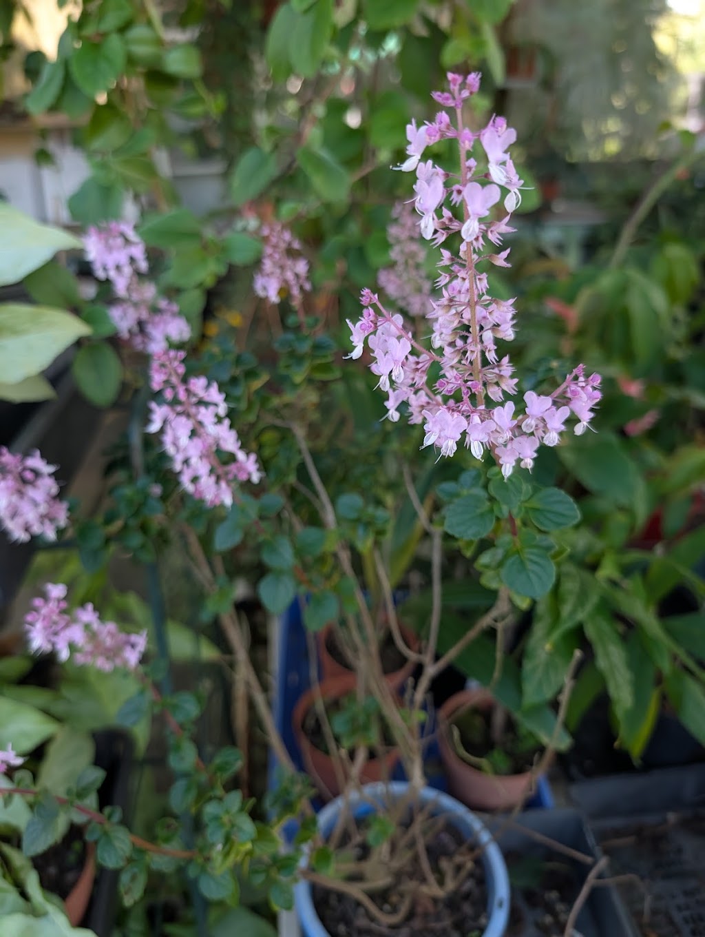 Issies Succulents | 2340 Old Gympie Rd, Glass House Mountains QLD 4518, Australia | Phone: 0408 451 654