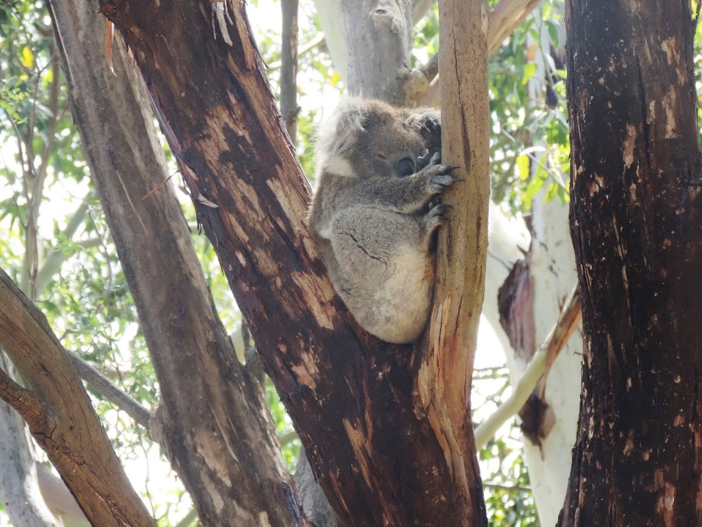 Warrawong Wildlife Sanctuary | zoo | 47 Stock Rd, Mylor SA 5153, Australia | 0884236030 OR +61 8 8423 6030