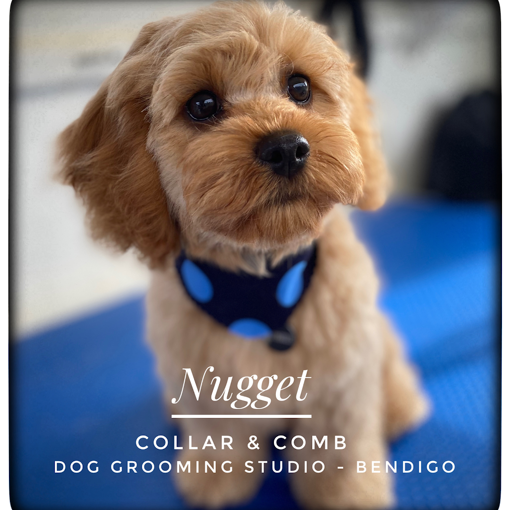 Collar & Comb Dog Grooming Studio | 8B Benjamin Ct, Bendigo VIC 3550, Australia | Phone: 0418 299 172