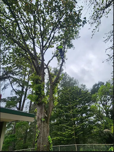 Woodstock Tree & Stump Removal | 47 Killara Rd, Coldstream VIC 3770, Australia | Phone: 0429 856 255