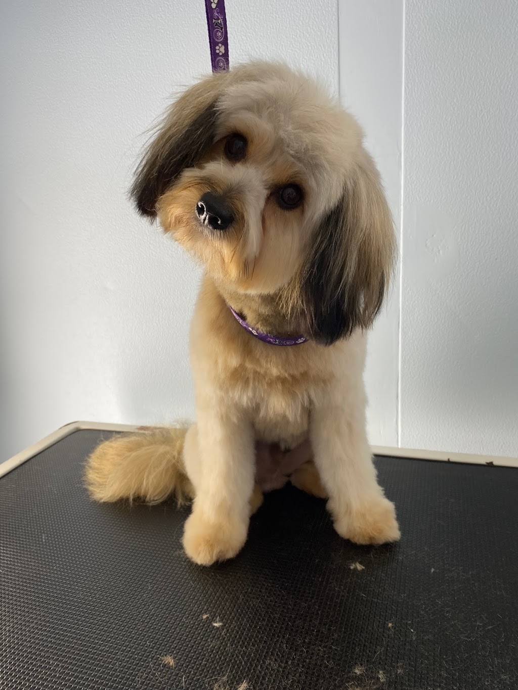 Perfect Paws Dog Grooming | 194 Cattai Ridge Rd, Maraylya NSW 2765, Australia | Phone: 0481 263 864