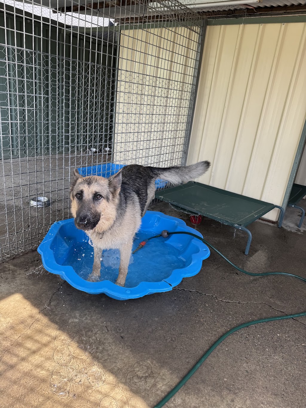 Blue Paws Resort | 172 Church St, Cranebrook NSW 2749, Australia | Phone: 0432 696 017