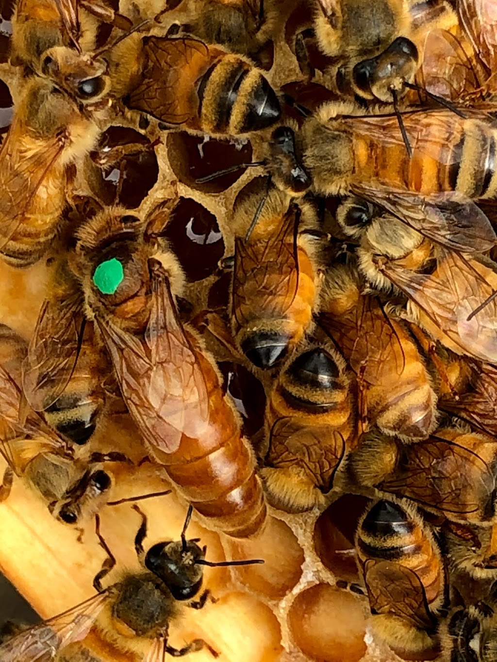 The Bee Lady Apiaries | 146 Fischer Rd, Carbrook QLD 4130, Australia | Phone: 0400 833 017