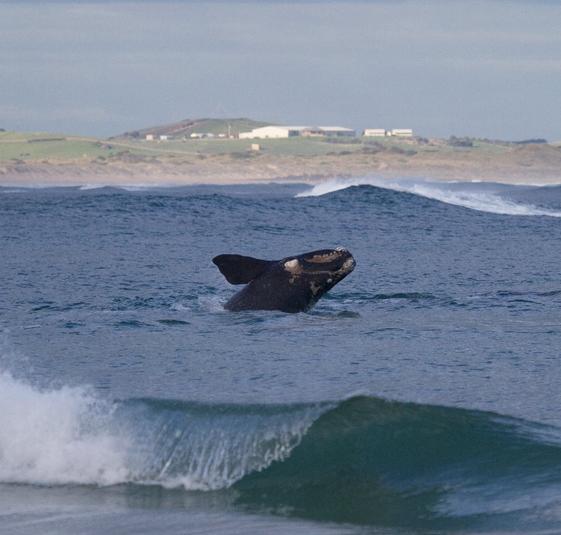 Warrnambool - Port Fairy Coastal Reserve | park | Victoria, Australia