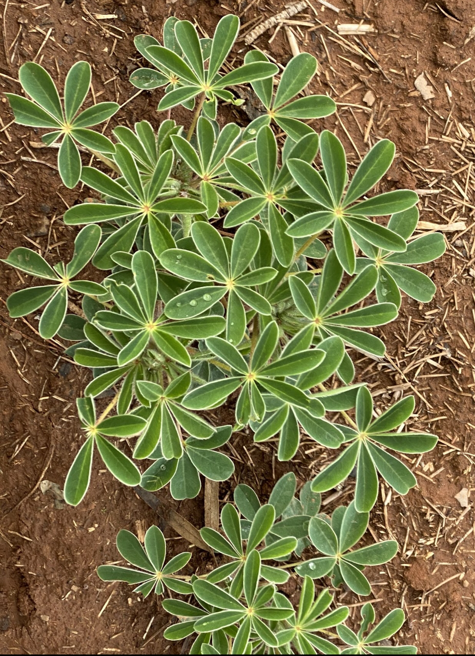 Lupins for Life |  | 23 Stockwell Rd, Jindera NSW 2642, Australia | 0291888846 OR +61 2 9188 8846