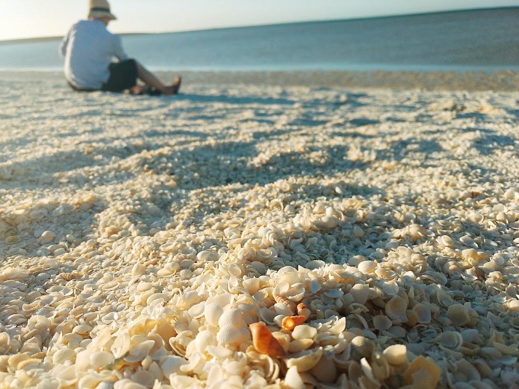 Feral Proof Fence | Shark Bay Rd, Francois Peron Natl Park WA 6537, Australia | Phone: (08) 9948 1590