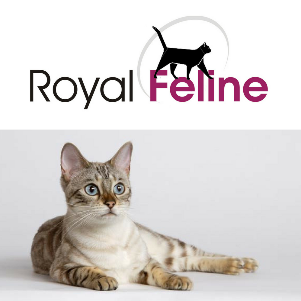 Royal Feline | 43 Theen Ave, Willaston SA 5118, Australia | Phone: 1800 817 745