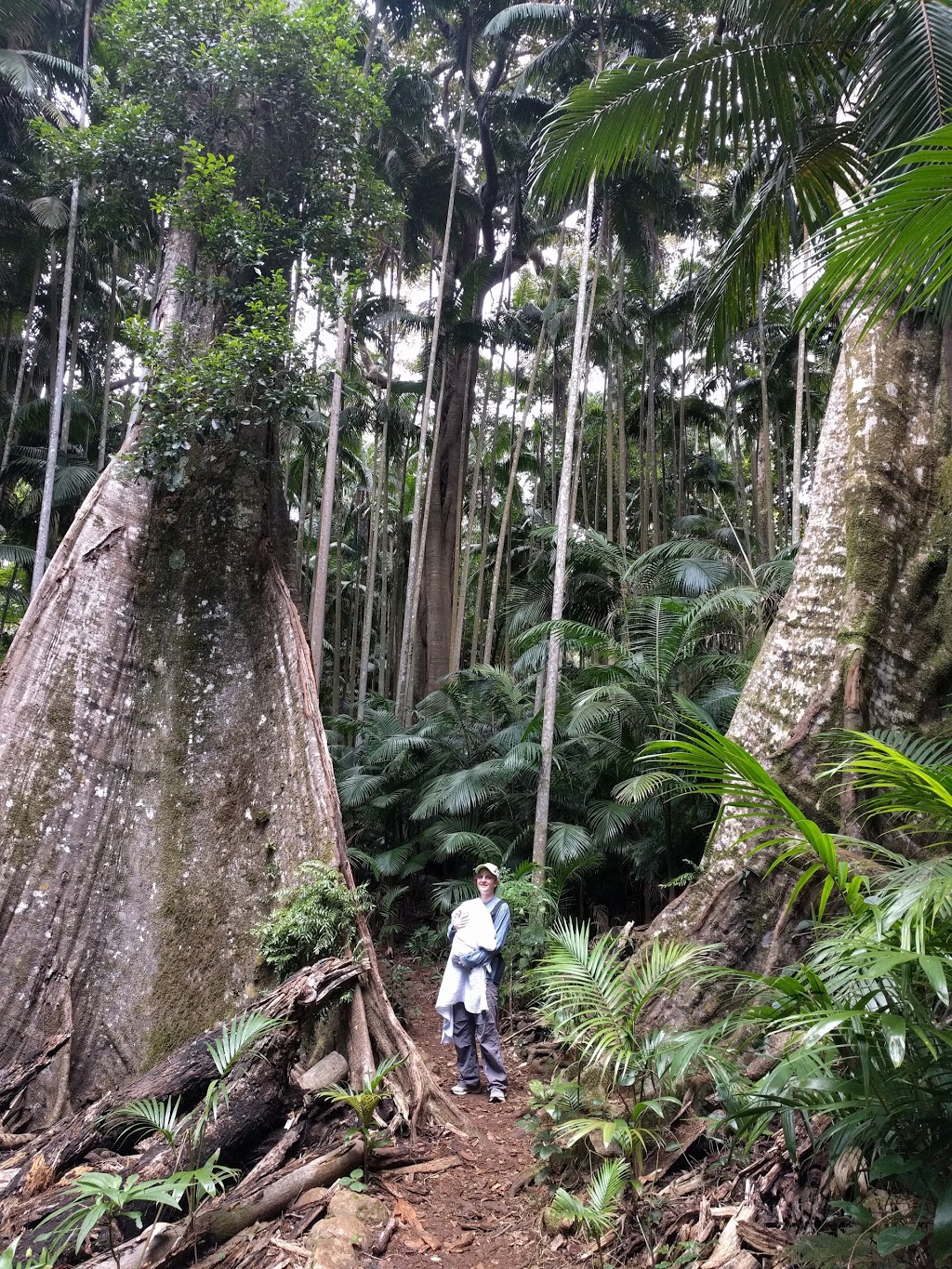 Palm Grove Forest | park | 25 Palm Grove Ave, Tamborine Mountain QLD 4272, Australia