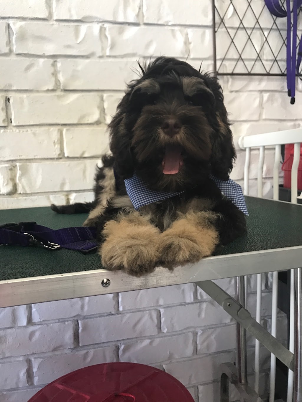 Salty Paws Burleigh | 3 Coleto Cres, Burleigh Waters QLD 4220, Australia | Phone: 0402 192 773