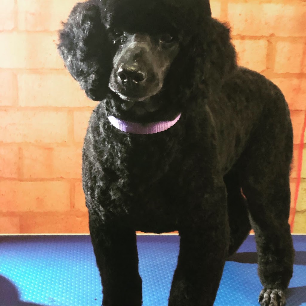 The Purple Poodle Pooch Parlour |  | 4/1 Minsterly Rd, Ocean Beach WA 6333, Australia | 0407539751 OR +61 407 539 751