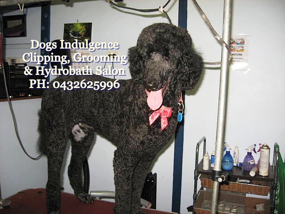 Dogs Indulgence Grooming salon | 72 Clarence Point Rd, Clarence Point TAS 7270, Australia | Phone: 0432 625 996