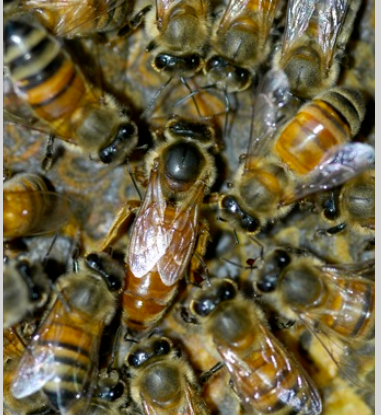 Aussie Bee Corporation | 226c Mcmahons Rd, North Nowra NSW 2541, Australia | Phone: 0431 053 880