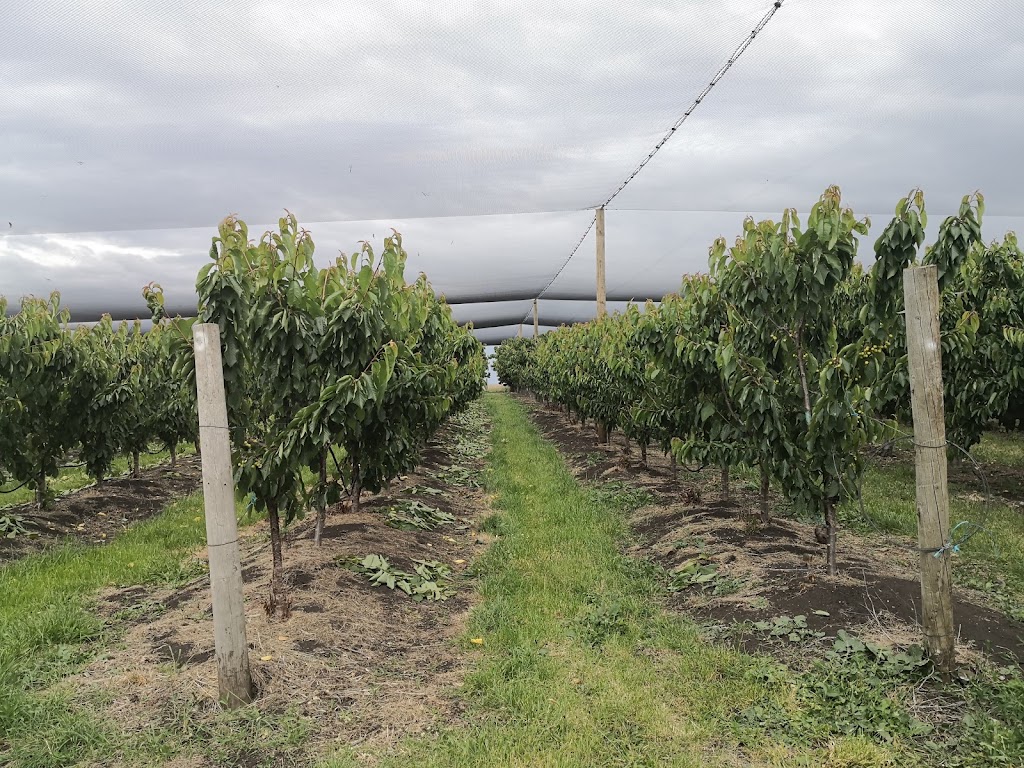 Sorell Fruit Farm | 174 Pawleena Rd, Sorell TAS 7172, Australia | Phone: (03) 6265 3100