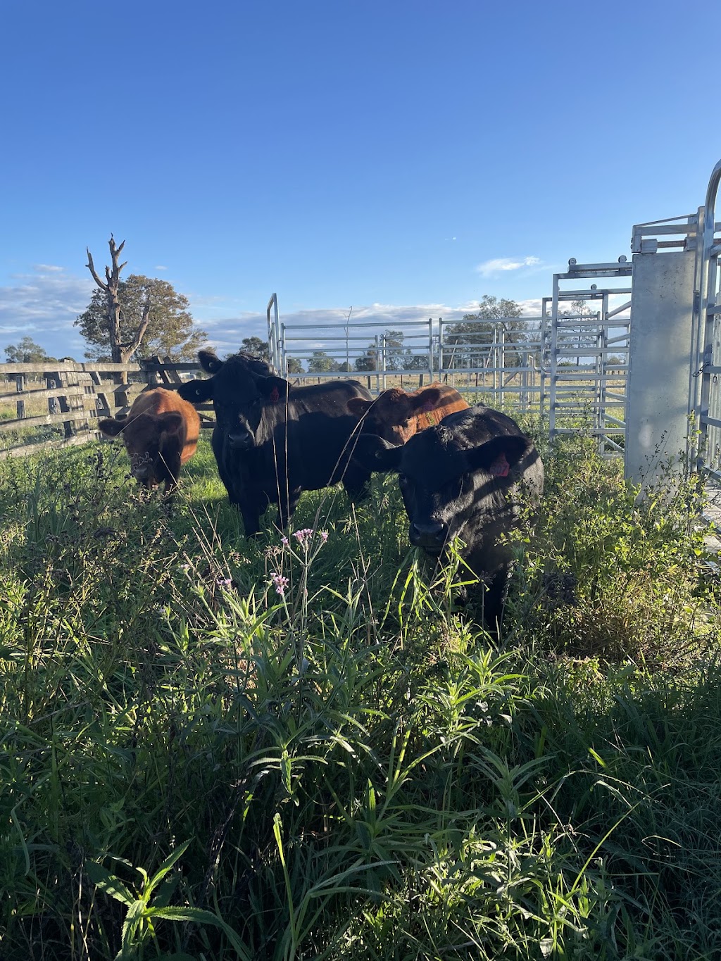 Chaffin Creek Farm | 233 Firth Heinz Rd, Pillar Valley NSW 2462, Australia | Phone: 0423 325 281