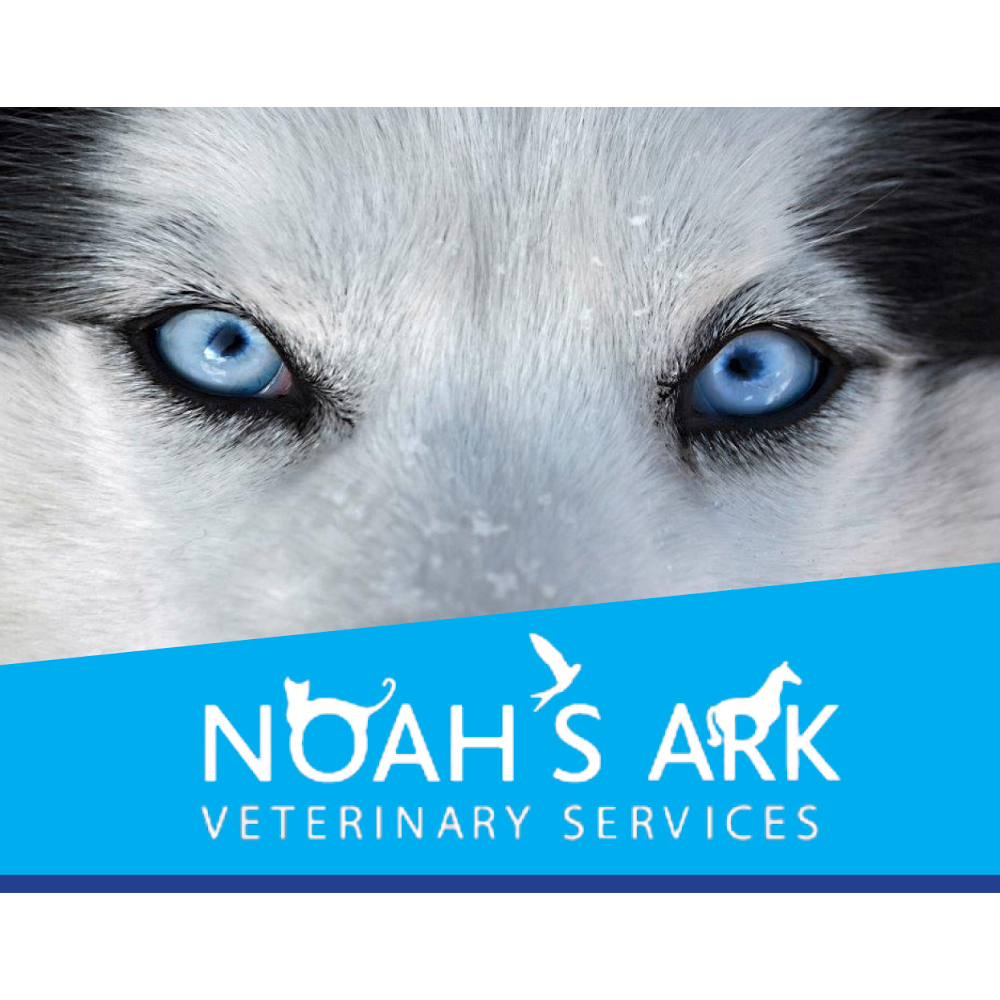 Noahs Ark Veterinary Services Pty Ltd | veterinary care | 37 Ferodale Road, Medowie Shopping Village, Shop 1, Medowie NSW 2318, Australia | 0249829899 OR +61 2 4982 9899