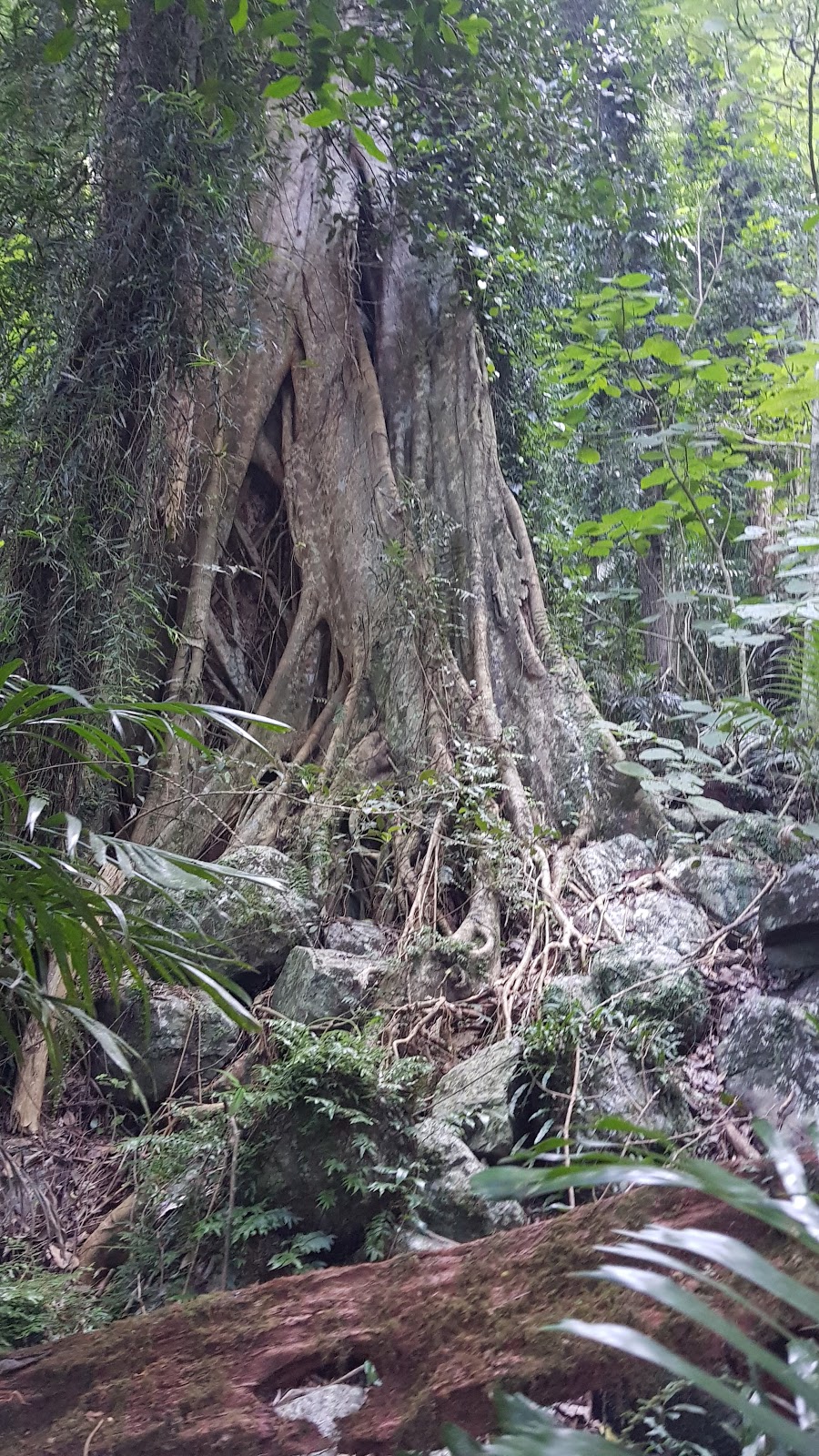 Crystal Shower Falls | park | 142 Dome Rd, Dorrigo Mountain NSW 2453, Australia