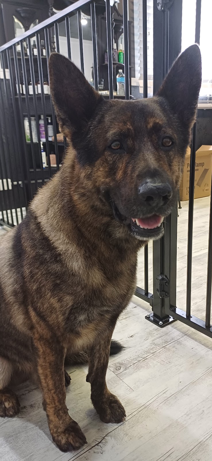 Big Dog Grooming | 169 Six Mile Creek Rd, Postmans Ridge QLD 4352, Australia | Phone: 0447 756 525