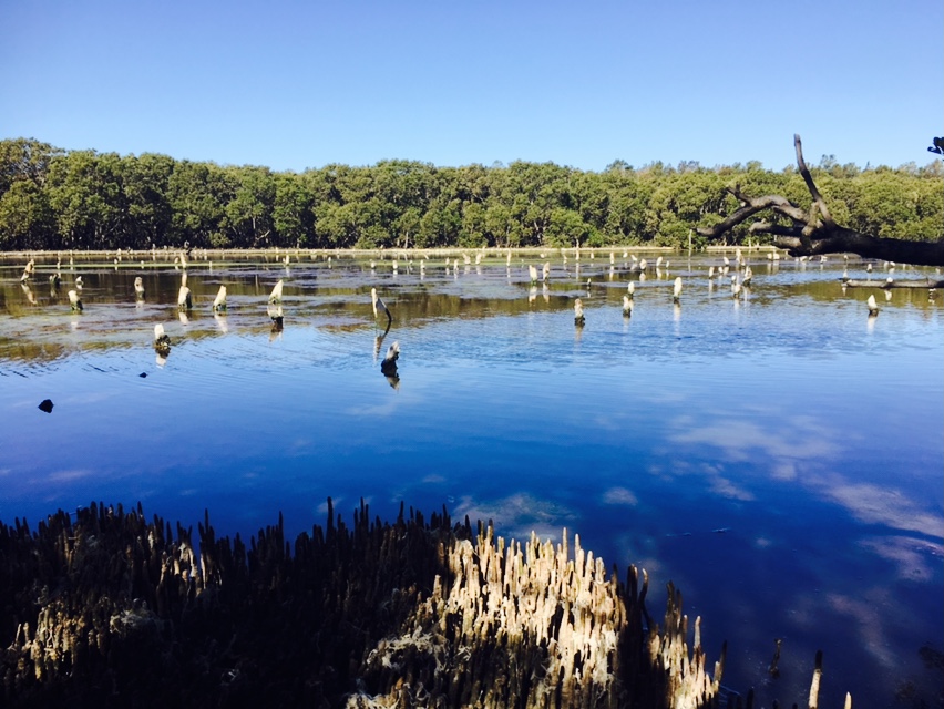 Badu Mangroves | park | Sydney Olympic Park NSW 2127, Australia
