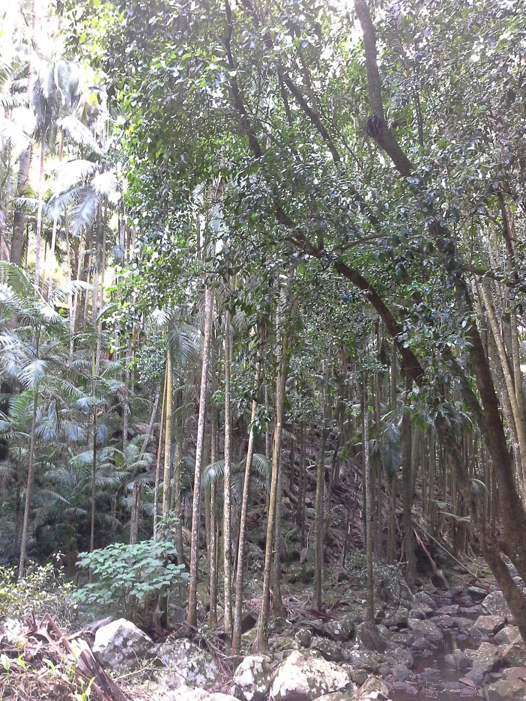 Robert Sowter Park | park | Tamborine Mountain QLD 4272, Australia