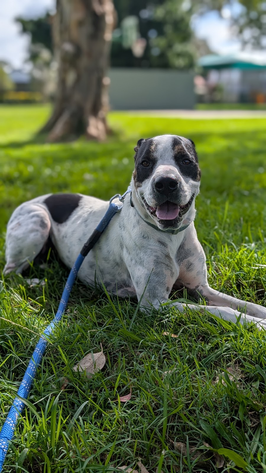 Liams Pet Sitting Gold Coast | Coombabah QLD 4216, Australia | Phone: 0493 407 030