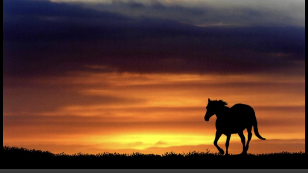 Sunset Horse Cremation and Services |  | 660 Old Warburton Rd, Wesburn VIC 3799, Australia | 0418577941 OR +61 418 577 941
