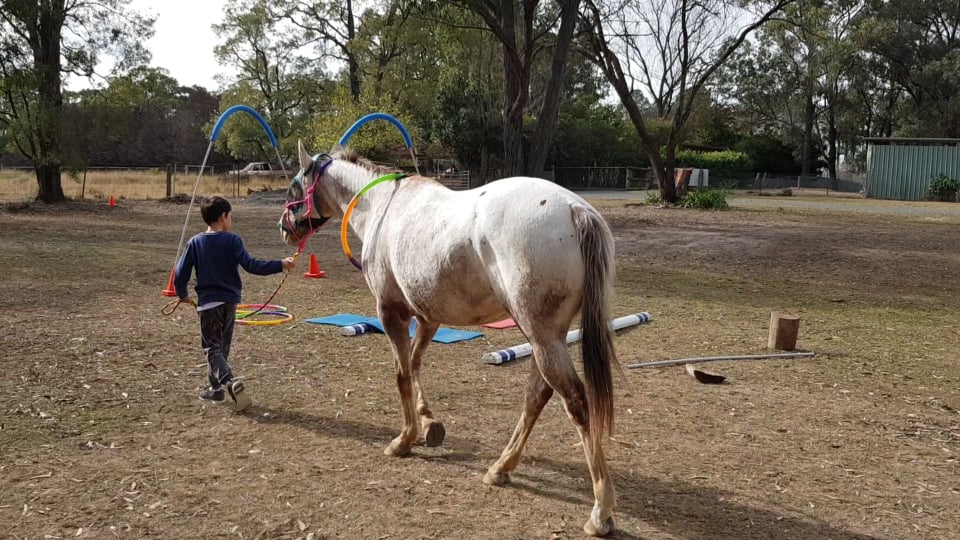 Sydney Equine Assisted Learning | 43 Kentoleen Rd, Blaxlands Ridge NSW 2758, Australia | Phone: 0405 117 968