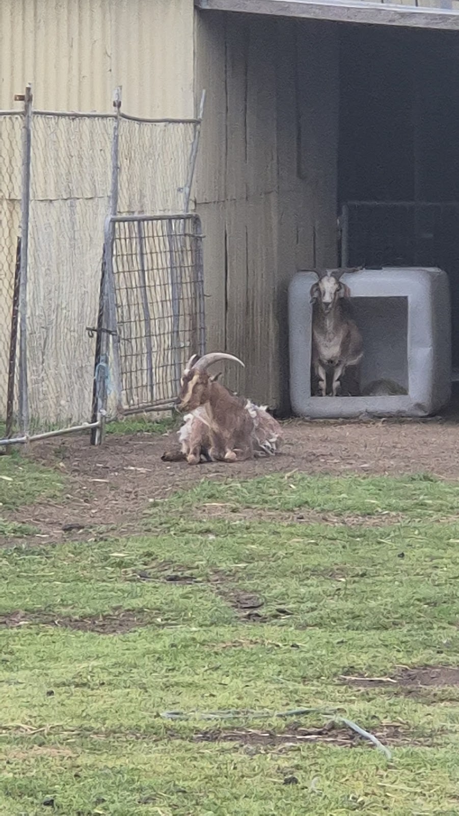 ELBETHEL FARM SANCTUARY | 32 Harewood St, Tooradin VIC 3980, Australia | Phone: 0477 432 607