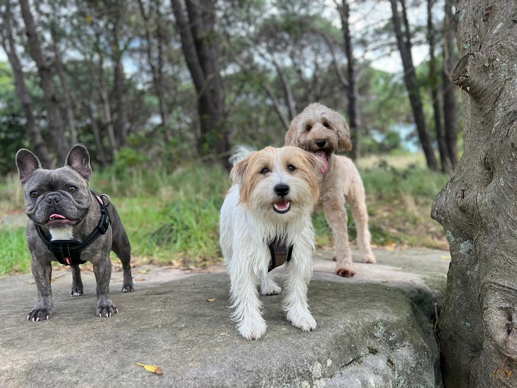 Doggie Walkies Sydney Kingsford | 54A Leonard Ave, Kingsford NSW 2032, Australia | Phone: 0456 431 982