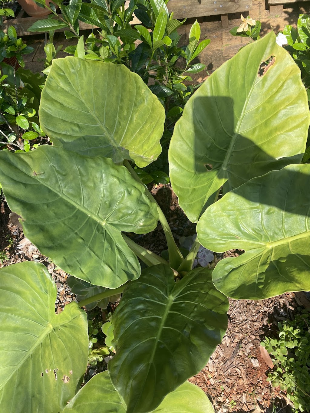 ISLAND HORTICULTURE ACPS | 12 Cooee Cres, Macleay Island QLD 4184, Australia | Phone: (07) 3409 4152