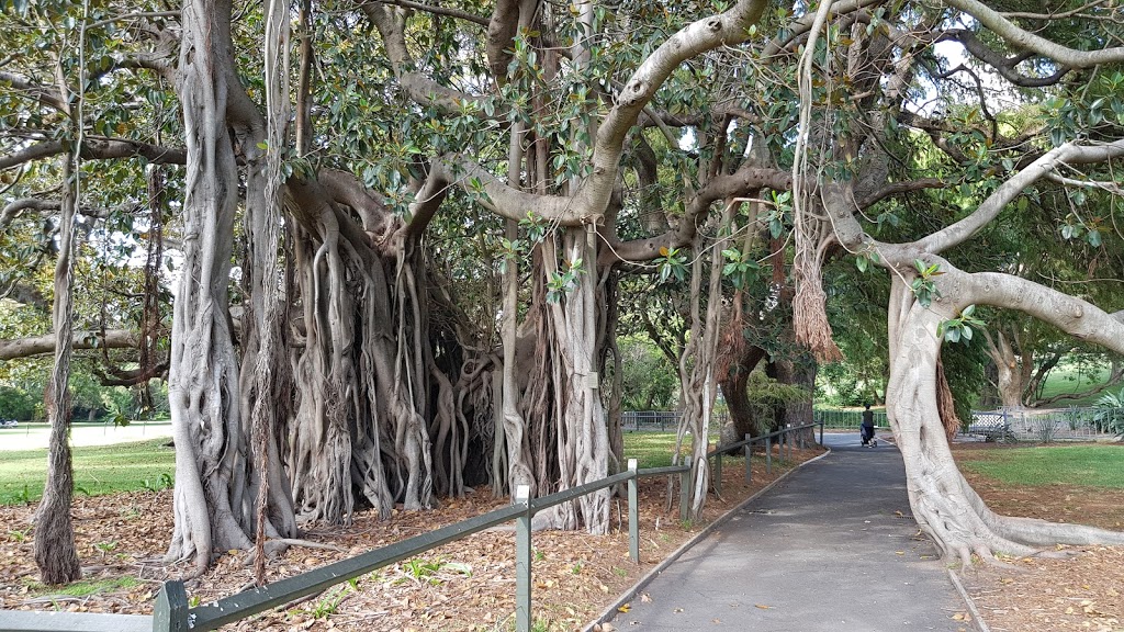 Fig Tree Lawn - Royal Botanic Garden | Royal Botanic Gardens, Sydney NSW 2000, Australia