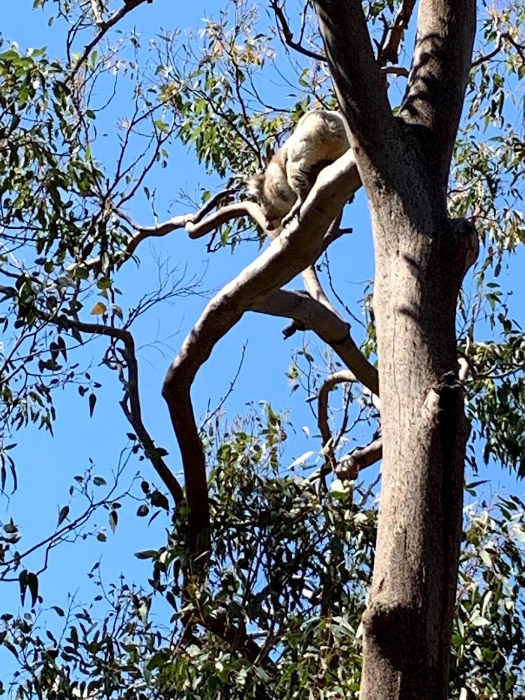 Yanchep Koala Boardwalk | tourist attraction | Yanchep WA 6035, Australia | 0893037759 OR +61 8 9303 7759