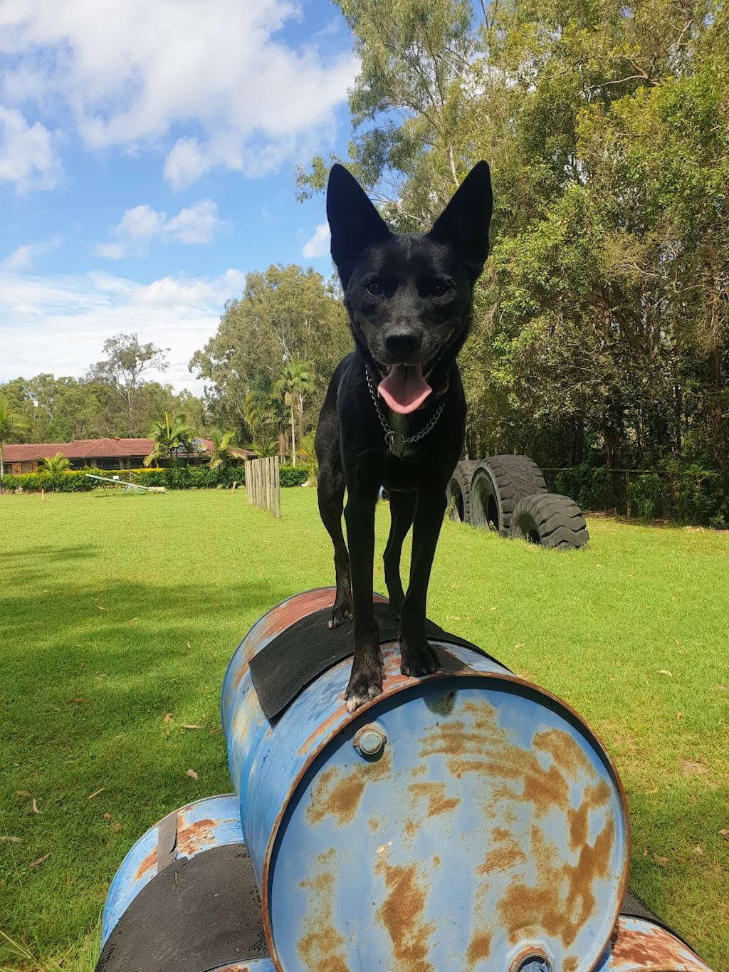 Pawsible Solutions Pet Services | 79-83 Rosia Rd, Park Ridge QLD 4125, Australia | Phone: 0433 482 411