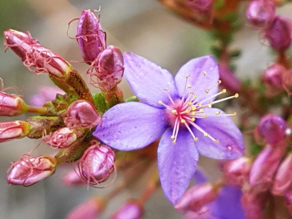 Drummond Nature Reserve | Wattening WA 6568, Australia