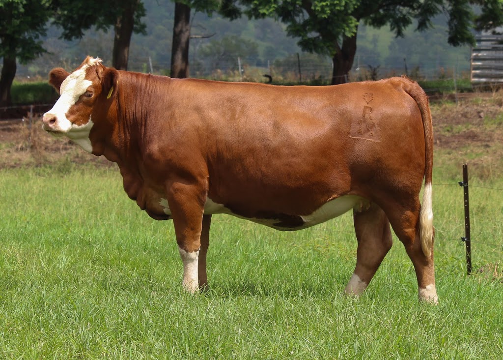 JARRAVALE Simmentals | 45 Green Pigeon Rd, Horseshoe Creek NSW 2474, Australia | Phone: 0427 192 903