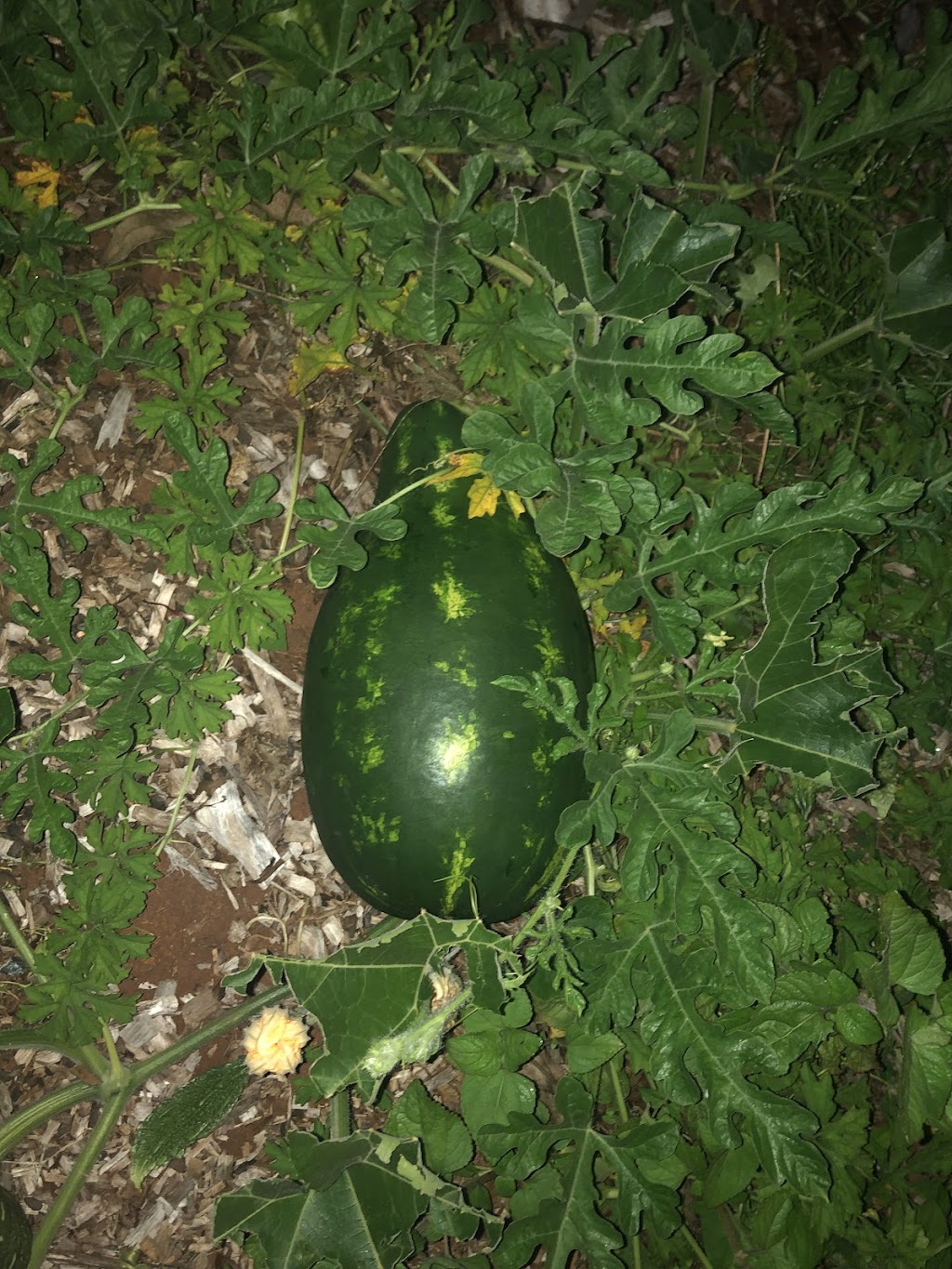 Wild Garden Valley, Natural Skincare Northern Rivers NSW | 114 Maso Rd, Repentance Creek NSW 2480, Australia | Phone: 0423 869 219