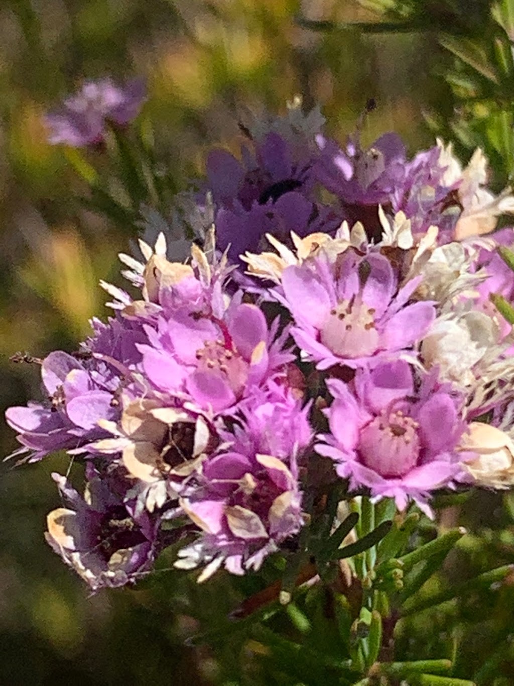 Geographe Community Landcare Nursery | 366 Queen Elizabeth Ave, Ambergate WA 6280, Australia | Phone: 0429 644 885