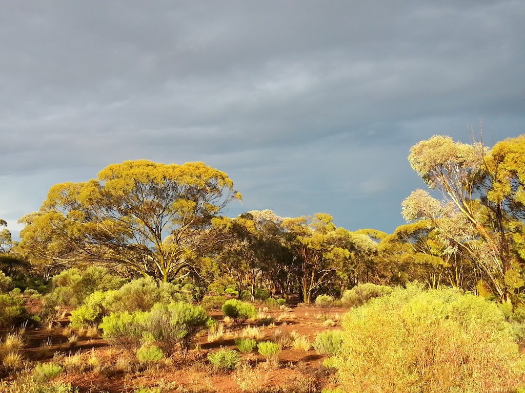The Great Western Woodlands | 117 Roberts St, Norseman WA 6443, Australia | Phone: 0400 908 834