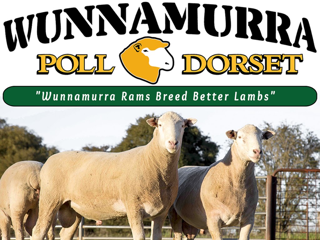 Wunnamurra Poll Dorsets | food | 2797 Berrigan Rd, Jerilderie NSW 2716, Australia | 0429660584 OR +61 429 660 584