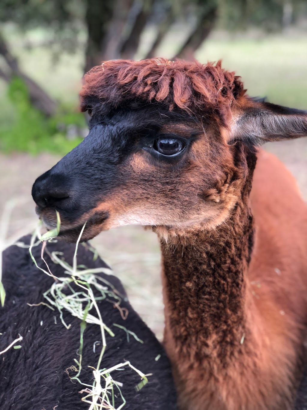 Pero Alpacas | 286 Browns Rd, Fingal VIC 3939, Australia | Phone: 0422 699 122