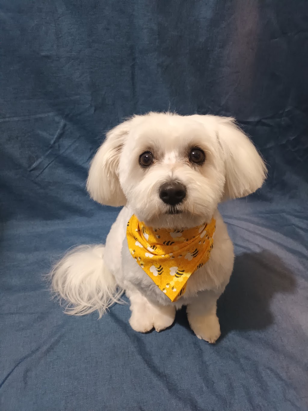 Little Friends Grooming Studio | 63 Wattle St, Colo Vale NSW 2575, Australia | Phone: 0413 311 203