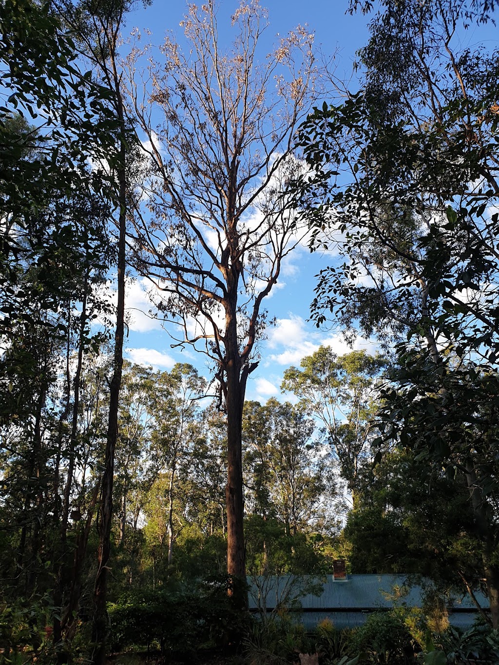 Tree Smart Brisbane - Tree Lopping and Stump Grinding |  | 27 Bettson Blvd, Griffin QLD 4503, Australia | 0487369639 OR +61 487 369 639