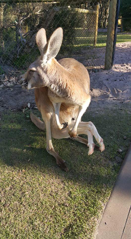 Kangaroo Park | park | Stratton WA 6056, Australia