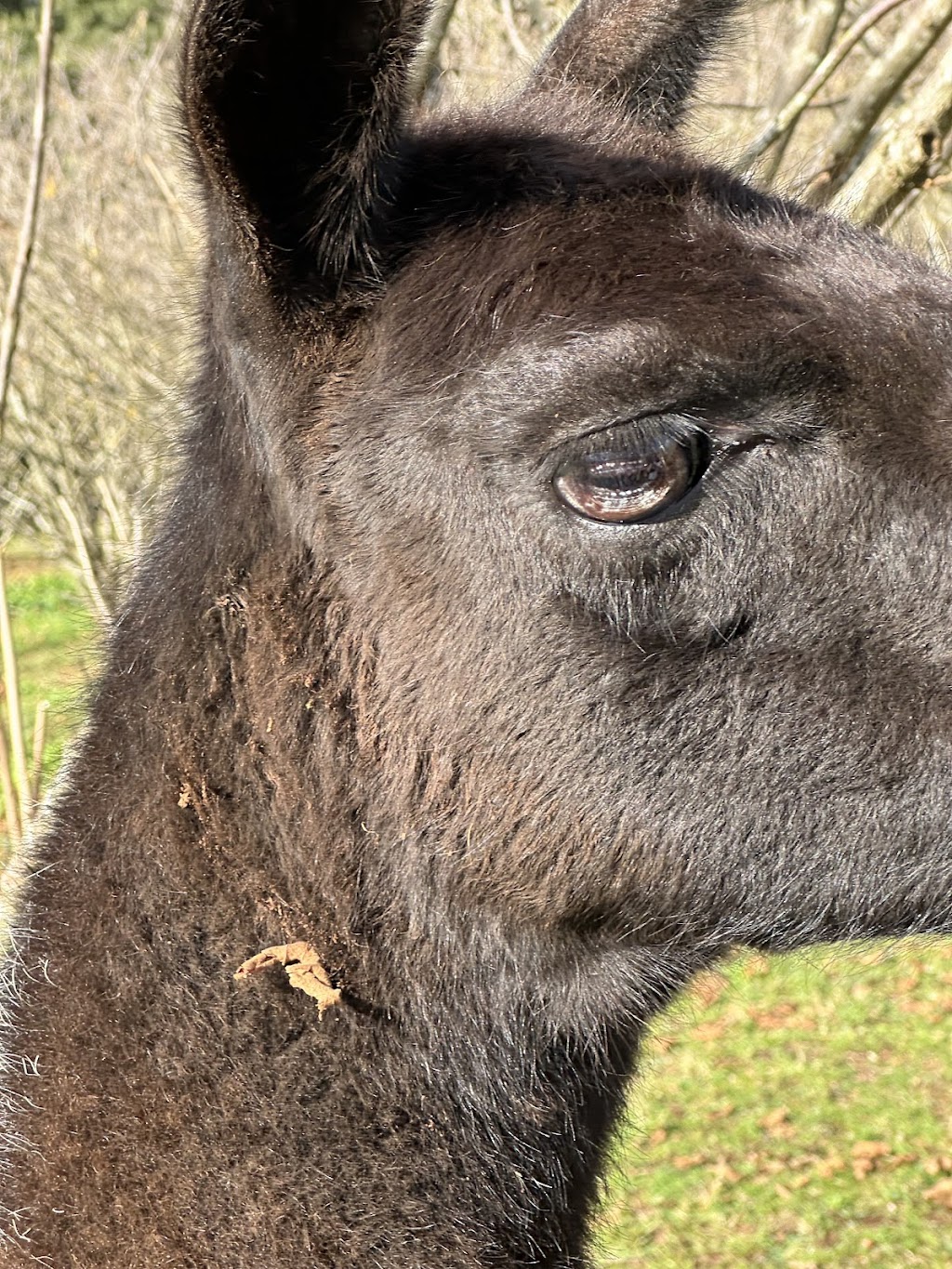 Burnarlook Llamas and Hazelnuts | 195 Mountain Rd, Gembrook VIC 3783, Australia | Phone: 0400 578 306